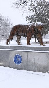 There’s no snow day like a TSU snow day. ❄️☃️ So, why not make the most of it. Tigers stay warm and be safe! #TSUSnowDay #BigBlueSnow 💙🐯 | Tennessee State University
