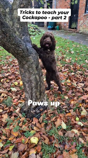 More tricks you can teach your cockapoo (part 2) Check out part 1 if you missed it. 😄 #trickdog #dogtricks #smartdog | Amanda Adebisi