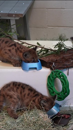 Maple & Willow making a strong case for changing the expression wolf down to puma down... Both kittens continue to do well and are gaining weight just as we want them to! Keepers are working to condition them to more climbing, cooler temps and more people. They are adjusting well to each new step of learning to live in human care. Both seem to be enjoying the luxury of regular feeds and warm well-padded places to nap.