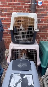 41K views · 2.5K reactions | These dogs have been saved from being used in drug experiments! ❤️ | Daily Mail Video | Facebook