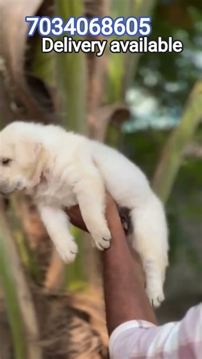 Labrador puppies kerala|puppies for sale|Labrador malayalam|puppies kerala|low price dog in Kerala|