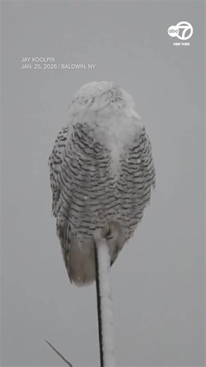 An Eyewitness News viewer captures video of a Snowy Owl enjoying Sunday's winter storm in Nassau County, New York. Share your snow photos and videos here: https://7ny.tv/4qBDjlL | ABC7NY
