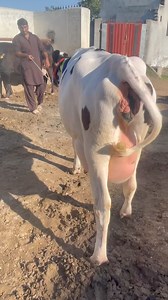 1.2M views · 90K reactions | Australian cow #farming #satisfying #shorts #agriculture #china #cropmanagement#farming #satisfying #shorts #agriculture #china #cropmanagement #tomato #harvest #tomato #harvest #africanwoman #farming #agriculture #tilingtools | Dairy Cow TV | Facebook