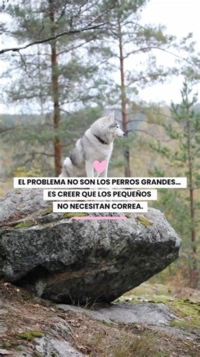 Is the problem big dogs… or small dogs off-leash?