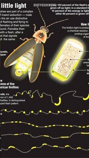 What’s Behind the Firefly Glow? ✨