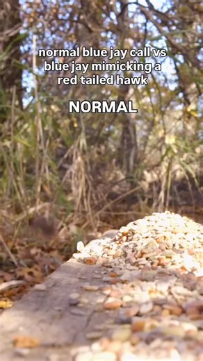 💙 Blue Jay on Instagram: "one of the most popular comments i got on the viral video of our blue jay mimicking a red tailed hawk was: “isn’t that just what they sound like?” and the answer is- no! although the sounds are somewhat similar, when you search up what a red tailed hawk sounds like, it makes a lot more sense! 🎥: @blackvalve #bluejay #interesting #corvids #birds #birding #reels"