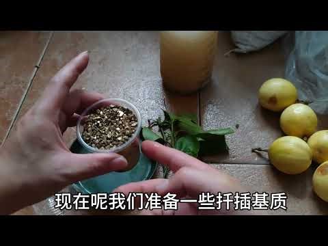 Where do you need passion fruit seedlings? This method of propagation by cuttings results in fast...