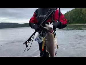 Utskyting/Garnfiske av pukkellaks i Salangselva