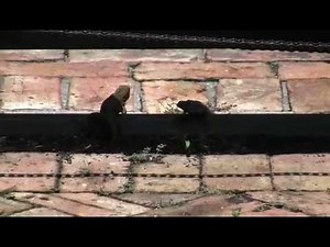 The Mating Dance of Lizards