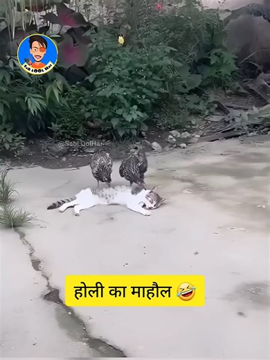 Holi Ka mahol Shorts #animalsoftiktok #meme #animalsmemes #animalsmomentsvideo #funny #animalsfunnyvideos #funyy_videos #funytiktok #animalscomedy #fakelove