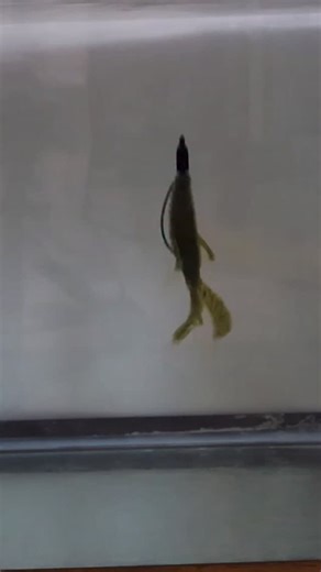 The Strike King Rage Bug underwater! Check out the full video out on my youtube channel for more underwater Texas Rig baits! #texasrig #bassfishing #fishing #fishinglure #fishingequipment | High on Fishing