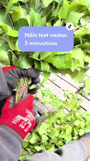 Oletko aina halunnut tehdä saunavastan? Katso myös, miten saunaan vaihdetaan kiuaskivet. @kotiliesi #kotiliesi #vinkki #teeseitse #vihta #vasta #sauna #juhannus