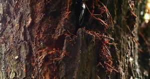 close up detail of insect beetle eating the trunk in the tree pest in the wood 4k nature footage