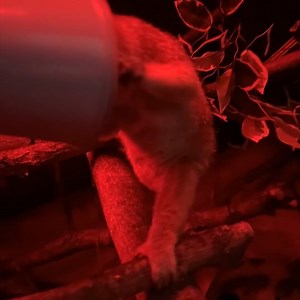 10K views · 466 reactions | Peek-a-boo, we see you! Pygmy slow lorises can be easily identified by their extremely-large brown eyes, which help them spot prey in the dark. | Milwaukee County Zoo | Facebook