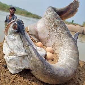 Unbelievable fishing technique in beautiful village river dry place catching big monster fish form underground #fishing | Discovery Site