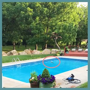 1.5M views · 10K reactions | What an amazing rescue! | Reader's Digest | Facebook