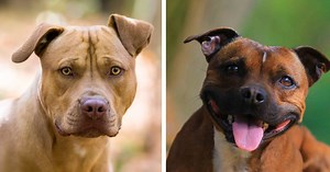 Umete li da razlikujete PIT BULA i STAFORDA: Frapantno liče, ali ih ovi DETALJI razdvajaju