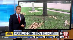 Florida's iconic palm trees threatened by invasive disease
