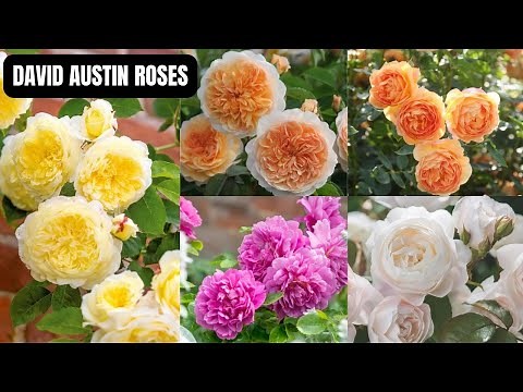 Discovering the Beauty of David Austin Roses