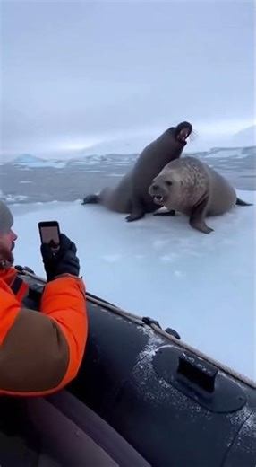 Orca Flips Ice Floe During Seal Fight