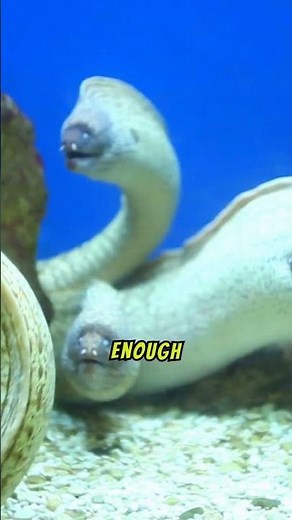 The Electric Eel natures shocking predator