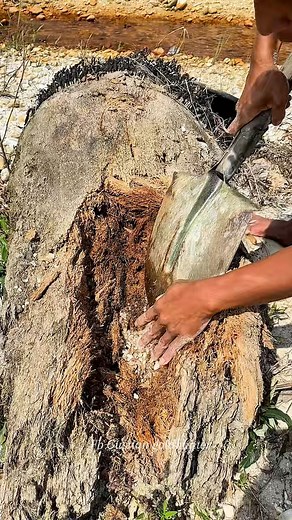 892K views · 2.2K reactions | Wow!!! Amazing, chunks of palm oil trunks buried on the riverbank contain hundreds to millions of gold dust and gold grains #goldprospecting #goldprospector #goldpanning #goldsearch #goldhunting #goldmine #goldhunter | Gustian Goldhunter | Facebook