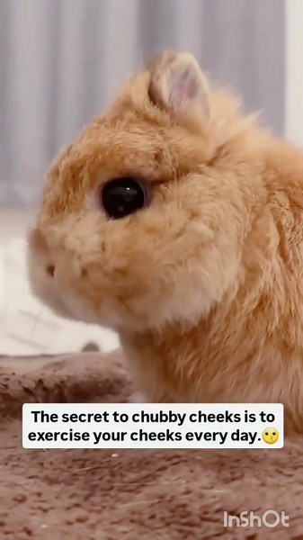 how to get chubby cheeks |exercise #rabit