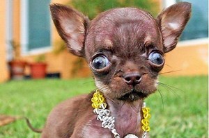 Hydrocephalus in dogs - Symptoms, Causes, Prognosis And Treatment (Photos & Video)