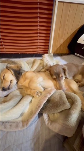 お迎えから3ヶ月でこうなりました #dachshund #minidachshund #dogs #dog #ミニチュアダックス #ミニチュアダックスフンド #カニヘンダックス