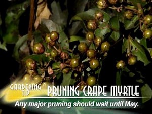 Pruning Crape Myrtle
