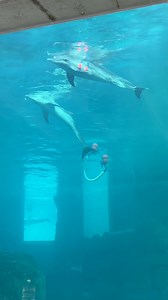 Have you ever wondered what goes on behind the scenes of CMA? Book a Behind the Scenes Tour with us to learn more about our rehab, food prep, resident dolphins, and more! https://www.cmaquarium.org/experiences/behind-the-scenes-tour/ | Clearwater Marine Aquarium