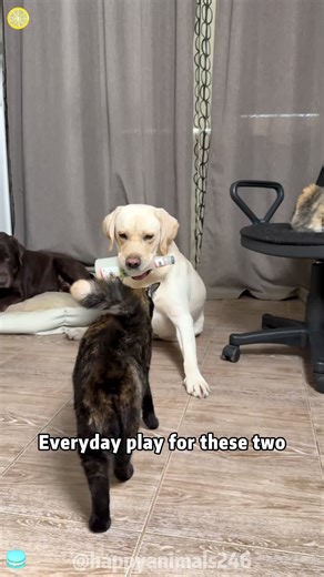 This Cat Has an Attitude!