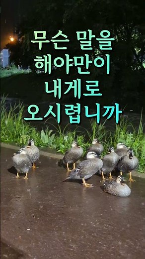 💕수재민 오리 😭😭😭 #안돼요안돼 #빈예서 #트로트 #숲엔햇살
