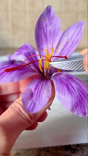 Planting Saffron to Harvest #saffron #crocus #gardening
