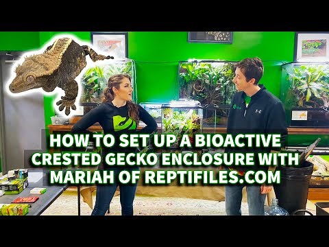 How to set up a Crested Gecko BioActive terrarium with Mariah of Reptifiles.com