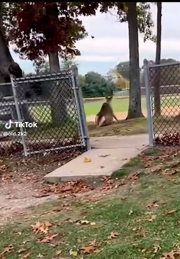 Deer Jumping Ability: How High Can Deer Jump?