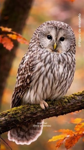 Ural Owl - A quiet guardian of old forests - One of the largest owls in Europe