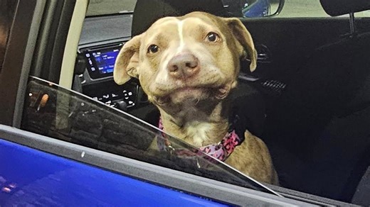 The joyful chaos of picking dogs who love to have fun