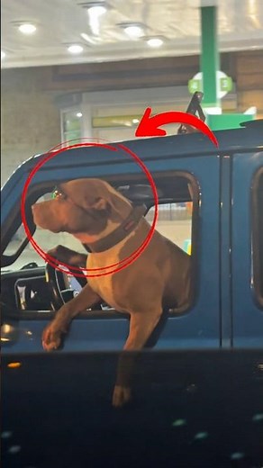 Top 5 Coolest Dogs in the World 🐶🔥 (Number 1 Got That Real Rizz…)