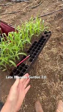 Got the sweet corn 🌽planted! #latebloomer #gardening