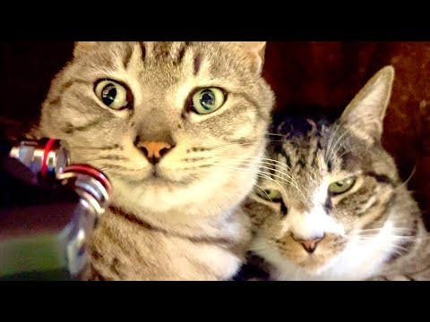 99% Will Fall Asleep in 5 Minutes 😴 | Cat & Water ASMR