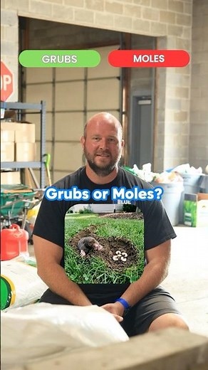 Does Treating Grubs Get Rid Of Moles #shorts