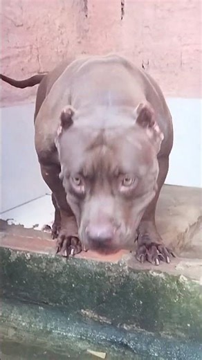 Pitbull Girl Strongest Dog 🔥#pitmonsters