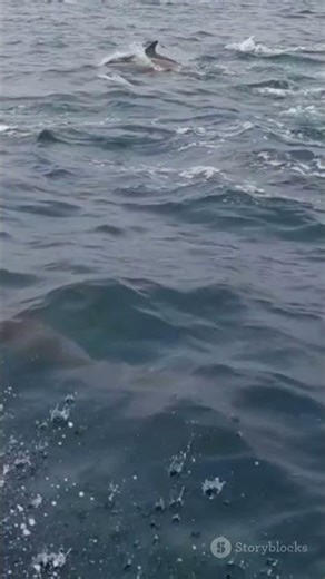 Irrawaddy Dolphin: Cute but River-Loving