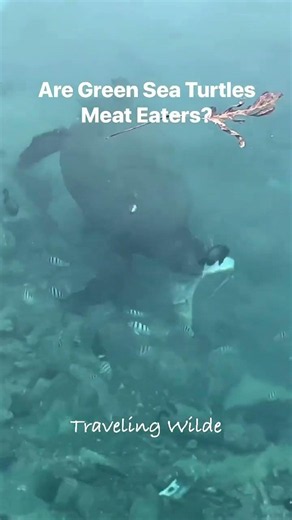 Do Sea Turtles Eat Meat? This Green Sea Turtle Surprised Me!