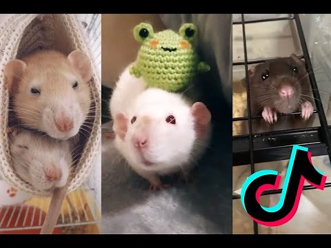 Cute Rats [TikTok Compilation] #1