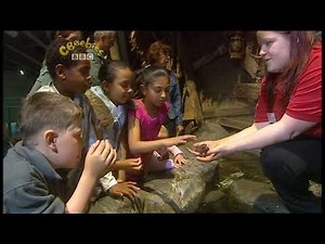 CBEEBIES Bobinogs Sea Dragon