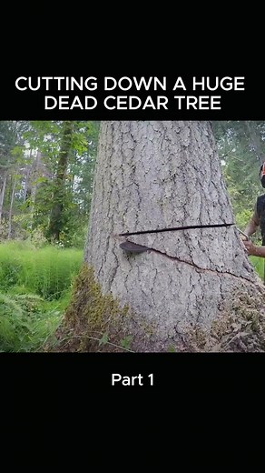 CUTTING DOWN A HUGE DEAD CEDAR TREE - Part 1