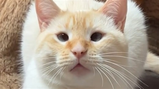 Rescue cat's smarter than he looks We interviewed instagram.com/momoandgoose for this video produced exclusively by GeoBeats. | GeoBeats Animals