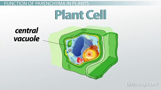 Parenchyma in Plants | Definition, Characteristics & Functions